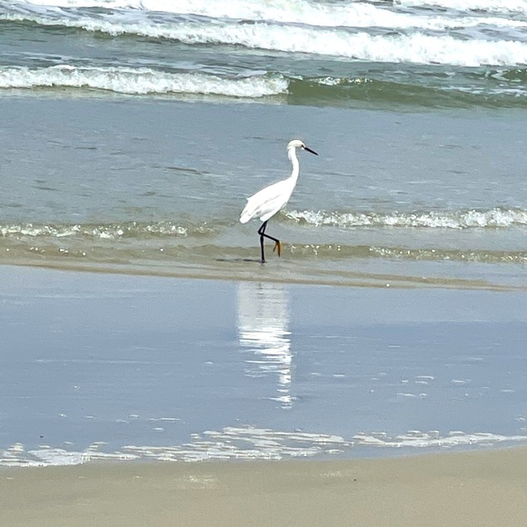 Meet your Posher - Picture 1 of 1